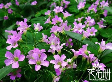 四季常開的花|什麼花一年四季都開花？四季開花的9大推薦 